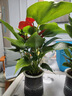 花翁水培紅掌盆栽花卉室內綠植源頭直發(fā) 【爆款新品】特級紅掌繁星盆 曬單實(shí)拍圖