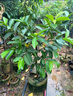 番石榴樹(shù)苗南北方種植庭院陽(yáng)臺盆栽地栽果樹(shù)苗當年結果 胭脂紅 五年苗 曬單實(shí)拍圖