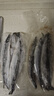賣(mài)魚(yú)七郎大號秋刀魚(yú)2斤 新鮮海捕鮮活冷凍日料生鮮燒烤食材海鮮魚(yú)類(lèi) 曬單實(shí)拍圖