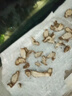 京喜加新鮮小黃姜高山生姜月子姜京東買(mǎi)菜蔬菜調料生姜 高山小黃姜100g 曬單實(shí)拍圖