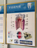Hey kalo口腔診所室內宣傳畫(huà)掛畫(huà)牙科診室宣傳海報掛圖牙科墻面裝飾畫(huà) 1 牙齒結構圖 60x80厘米 +金邊框 滿(mǎn)4張發(fā)貨 曬單實(shí)拍圖