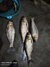 一味化氏NEX魚(yú)竿大物竿手竿釣竿鰱鳙竿超輕超硬綜合竿釣竿臺釣竿碳素 7.5m 【全能型號 又硬又挺】 曬單實(shí)拍圖