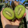 汾酒山西杏花村酒42度紅蓋53度黃蓋汾酒清香型光瓶口糧酒玻汾玻瓶官方 53度 475mL 2瓶 黃蓋山西本地線(xiàn)下品質(zhì) 曬單實(shí)拍圖
