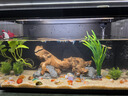 畫(huà)法幾何魚(yú)缸造景套餐仿真沉木造景米家智能魚(yú)缸專(zhuān)用 曬單實(shí)拍圖
