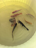 錦鯉魚(yú)活體觀(guān)賞魚(yú)活魚(yú)小型易養冷水淡水魚(yú)小魚(yú)苗錦鯉金魚(yú)好看錦鯉 6-8cm 六色錦鯉套餐6條 曬單實(shí)拍圖