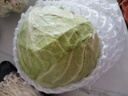 圓白菜約1kg 曬單實(shí)拍圖
