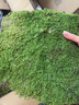 柯必達青苔蘚鮮活苔蘚微景觀(guān)植物盆景盆栽水陸缸假山草造景材料白 大灰蘚(15*8)cm 2盒 曬單實(shí)拍圖