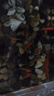 招財寵物魚(yú)冷水觀(guān)賞草金魚(yú)錦鯉魚(yú)好養耐活包郵包活 【1-3厘米】 招財金魚(yú)3條裝 曬單實(shí)拍圖