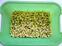 北蔬 豌豆尖種子種苗秋四季芽苗菜蔬菜種籽 北蔬鮮嫩豌豆尖種子200g 曬單實(shí)拍圖