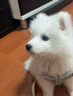 寵六福純種薩摩耶幼犬幼崽熊版寵物狗狗活體小狗活物 寵物級(jí) 公 曬單實(shí)拍圖