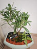 萌肉居金邊瑞香觀(guān)花植物盆栽好養庭院陽(yáng)臺植物/金邊瑞香原盆土源頭直發(fā) 曬單實(shí)拍圖