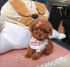 泰迪幼犬純種小型犬活體寵物狗小泰迪狗 血統(tǒng)級 雙血統(tǒng)帶證書 公 曬單實(shí)拍圖