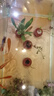 勝畫(huà)魚(yú)缸水草植物直接入缸真水草凈化竹節草蜈蚣草懶人養魚(yú)水草造景 【入缸成景套餐B】適合30-40CM缸 曬單實(shí)拍圖