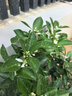 凝慧金桔樹(shù)盆栽室內客廳辦公室濃香型觀(guān)果綠植果樹(shù)好養年宵金橘 脆皮金橘樹(shù)【5年苗】 曬單實(shí)拍圖