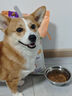 自然光環(huán)Halo【小犬鮮肉】進(jìn)口狗糧小型犬泰迪柯基比熊專(zhuān)用法斗雪納瑞博美 小犬雞肉味10磅/4.5kg-效期26.11起 下單抽獎·滿(mǎn)贈好禮~詳情請入會(huì ) 曬單實(shí)拍圖