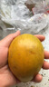 優(yōu)味集【JD順豐】蛋黃果新鮮雞蛋果水果熱帶生鮮果應(yīng)季特產(chǎn)軟糯香甜 500g凈重裝（產(chǎn)地大果） 曬單實(shí)拍圖