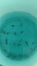 迷你鸚鵡魚(yú)小型小魚(yú)淡水熱帶觀(guān)賞魚(yú)苗可愛(ài)寶藍白金種魚(yú)懶人 1.5厘米鸚鵡混色20條 曬單實(shí)拍圖
