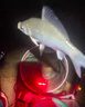 民間藝人路滑磯釣魚漂日夜兩用夜光漂變色遠(yuǎn)投滑漂加粗醒目三角菱形尾浮漂 LH-06吃鉛8g 不變色款 曬單實(shí)拍圖