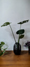 開背龜背竹水培室內(nèi)客廳綠植盆栽四季好養(yǎng)辦公室桌面水養(yǎng)植物花卉 精品龜背竹+橢圓灰晶瓶+卡片 整體（高50-60cm）（帶吊卡） 曬單實(shí)拍圖
