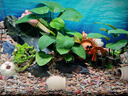 尼奧光 NEO-HELIOS魚(yú)缸燈水草燈LED燈S3proRGB植物光譜 13W新款尼奧S3pro+【高亮自然版雙倍亮度】 曬單實(shí)拍圖