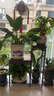 摩瑞迪花架實(shí)木色客廳落地中式陽(yáng)臺(tái)花盆置物架室內(nèi)多層蘭花植物魚(yú)缸擺放 實(shí)木-加長(zhǎng)高低組合款胡桃色-74長(zhǎng) 曬單實(shí)拍圖
