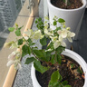 重瓣三角梅苗盆栽地栽花卉老樁室內陽(yáng)臺庭院爬藤植物四季開(kāi)花 綠櫻【花期帶花原盆原土發(fā)貨】 曬單實(shí)拍圖