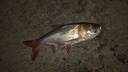 艾格辰翠花方塊酸臭方塊水庫野釣鰱鳙大頭鯽鯉鳊青草魚(yú)餌拋竿翻板鉤 翠花1號 曬單實(shí)拍圖