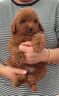 純種泰迪幼犬貴賓犬長(cháng)不大泰迪活幼體茶杯犬小型犬寵物狗狗 寵物級 深棕色 母 曬單實(shí)拍圖
