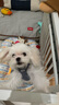 puppytie狗狗牽引繩背心式遛狗繩泰迪狗繩子調節牽引繩中小型犬胸背帶 牛仔藍-胸背+牽引繩 XXS-迷你型建議1-6斤 曬單實(shí)拍圖