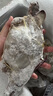 舟山梭子蟹鮮活特大野生大螃蟹新鮮冷凍海鮮水產(chǎn)海蟹飛蟹白蟹順豐 7-9兩/只【5斤凈重 特大肥壯】 曬單實拍圖