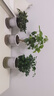 綠有意綠植盆栽多肉花卉盆栽植物室內桌面水培綠植辦公室客廳植物懶人 清香3盆】梔子花+九里香+茉莉花 曬單實(shí)拍圖