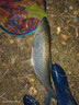 川澤一體成型夜光漂咬鉤變色高靈敏鯽魚(yú)漂醒目浮漂鰱鳙大物電子夜釣漂 升級款PL5-3(主攻鯽鯉)吃鉛2.5g 咬鉤變色款 曬單實(shí)拍圖