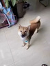 不想讓狗生崽發(fā)情狗抑情育公母狗通用犬用禁情噴劑養狗必備品狗狗禁情噴霧 體驗款【1瓶裝】 曬單實(shí)拍圖