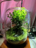 桌面創(chuàng  )意微景觀(guān)綠植diy擺件禮物客廳辦公室夜燈苔蘚盆栽植物盆景 生命之樹(shù)（透明色）+木質(zhì)燈座 曬單實(shí)拍圖
