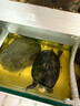 三友創(chuàng)美寶寶龜飼料巴西鱷龜食成幼龜長(zhǎng)頸龜烏龜飼料補(bǔ)鈣圓粒上浮下沉龜料 寶寶龜220g  5瓶 2mm上浮型 曬單實(shí)拍圖