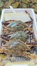 【冷凍】至鮮 梭子蟹2.6斤/10-12只整只液氮無(wú)包冰新鮮大螃蟹2-3兩/只呂四黃海海蟹 曬單實(shí)拍圖