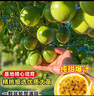 欽蜜9號百香果苗廣西純甜黃金樹(shù)苗庭院盆栽種植當年結果帶土四季 5顆 欽蜜九號黃金百香果 30—40cm 曬單實(shí)拍圖