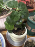 綠有意 綠植花卉辦公室客廳桌面盆栽擺件簡(jiǎn)約創(chuàng  )意網(wǎng)紅北歐綠植ins云朵盆 小盼菩提+甜甜圈PET樹(shù)脂盆+托盤(pán)+肥料 北歐風(fēng)格網(wǎng)紅綠植 曬單實(shí)拍圖