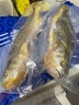 GUO LIAN國(guó)聯(lián) 三去黃花魚(yú)2條 共凈重2斤國(guó)產(chǎn)寧德東海大黃魚(yú) 海鮮水產(chǎn)生鮮 曬單實(shí)拍圖