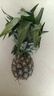 特價(jià)金鉆鳳梨新鮮大果菠蘿整箱水果風(fēng)梨手撕現(xiàn)貨直發(fā)脆甜多汁鳳梨 1個(gè)裝小果 單果400g起 曬單實(shí)拍圖