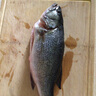 鮮活沖浪大鱸魚(yú)600-750g/條 曬單實(shí)拍圖