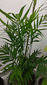 中夢(mèng)富貴椰子散尾葵盆栽袖珍椰子 鳳尾竹室內客廳大型綠植 盆景 50—70厘米高5顆 不含盆 曬單實(shí)拍圖
