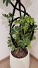 大型盆栽各種植物發(fā)財樹金錢樹綠蘿慶典喬遷盆景綠植辦公室內(nèi)客廳 造型鴨腳木1.2-1.4米【聚寶盆】 含盆 曬單實拍圖