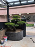 潮裕盆景羅漢松盆景迎客松老樁真樹(shù)景觀園林庭院室內(nèi)戶外栽種擺放造型老樹(shù) 精品羅漢松47 高端盆景/一物一拍 曬單實(shí)拍圖