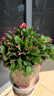御春閣整盆30棵 室內花卉吊蘭盆栽花卉  蟹爪蘭苗 蟹爪蓮 多肉 觀(guān)花綠植 帶花苞紅色一盆20棵左右含簡(jiǎn)易盆 曬單實(shí)拍圖