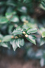富士（FUJIFILM）XF56mm F1.2 R WR 大光圈定焦鏡頭 高速銳利絲滑 人像/商業(yè)/靜物 全天候 曬單實(shí)拍圖