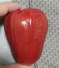 京鮮生 紅寶石蓮霧 凈重2斤裝7-10個(gè) 單果100g+生鮮水果源頭直發(fā)包郵 曬單實(shí)拍圖