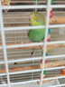 朗繽 鸚鵡活體鳥(niǎo)活物虎皮鸚鵡寵物活鳥(niǎo)玄鳳鸚鵡手養鳥(niǎo)會(huì )說(shuō)話(huà)幼鳥(niǎo)幼崽 綠色虎皮+藍色虎皮（一公一母） 曬單實(shí)拍圖