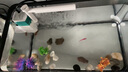 闊庭魚缸懶人魚缸家用客廳辦公室金魚缸過濾魚缸黑色款 曬單實拍圖