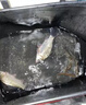 龍王恨2025新款藍鯽優(yōu)+釣魚(yú)餌料野釣鯽魚(yú)草魚(yú)鯉魚(yú)黑坑競技通殺窩料餌料 一袋裝【迅速上魚(yú)】 曬單實(shí)拍圖